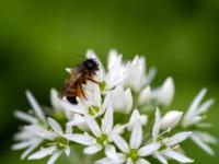Frühlings Seidenbiene auf Bärlauchblüten